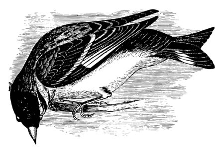 This image represents Arkansaw Goldfinch vintage line drawing or engraving illustration.のイラスト素材