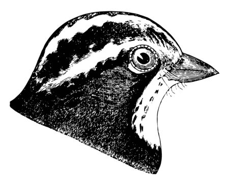 This illustration represents White throated Sparrow Head vintage line drawing or engraving illustration.のイラスト素材