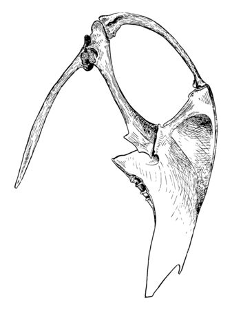 This image represents Cormorant Sternum and Shoulder vintage line drawing or engraving illustration.のイラスト素材