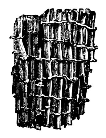Magnified Portion of Tubipora Musica which is formed by the combination of distinct vintage line drawing or engraving illustration.のイラスト素材