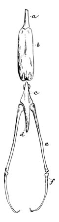 Goose Hyoid which has absorbed or replaced cerato hyals vintage line drawing or engraving illustration.のイラスト素材
