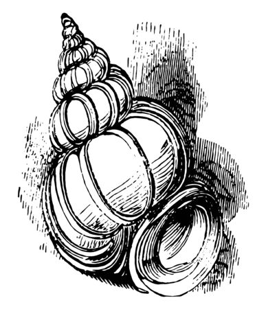 Wentletrap is a small white spiraled gastropod mollusk vintage line drawing or engraving illustration.のイラスト素材