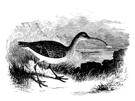 This diagram represents Hudsonian Curlew vintage line drawing or engraving illustration.のイラスト素材