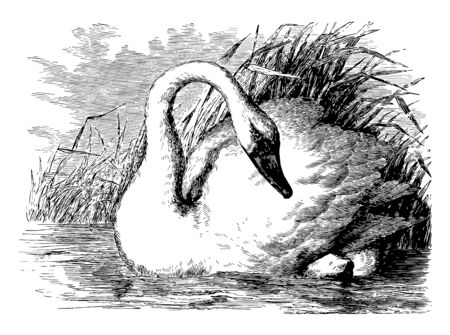 Whistling Swan bill with a yellow spot or blotch in front of eye vintage line drawing or engraving illustration.のイラスト素材