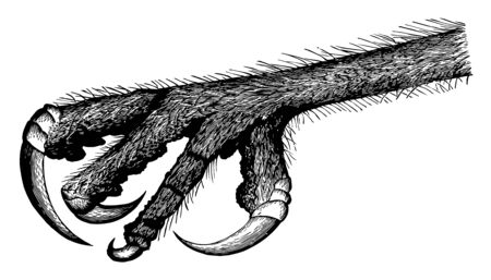 This illustration represents the Raptorial Foot of an Owl vintage line drawing or engraving illustration.のイラスト素材