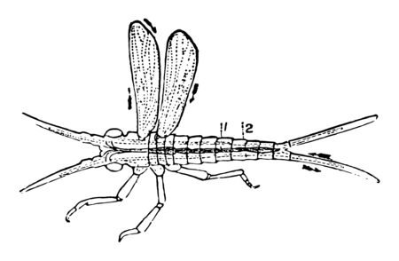 This image represents Diagram of the Circulation of an Insect vintage line drawing or engraving illustration.のイラスト素材