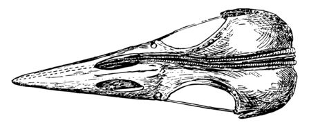 Top View of a Woodpecker Skull showing thyrohyals running along the skull vintage line drawing or engraving illustration.のイラスト素材