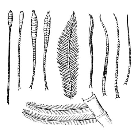Antennae of Lepidoptera is an order of insects that includes butterflies and moths vintage line drawing or engraving illustration.のイラスト素材