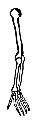 Arm of humans and Humerus or bone of upper arm, vintage line drawing or engraving illustration.のイラスト素材