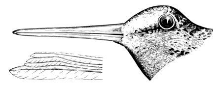 This image represents American Woodcock Head vintage line drawing or engraving illustration.のイラスト素材