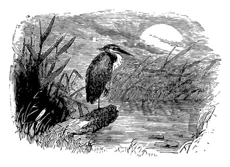 Night Heron are medium sized herons 58 to 65 cm in the genera Nycticorax Nyctanassa and Gorsachius vintage line drawing or engraving illustration.のイラスト素材