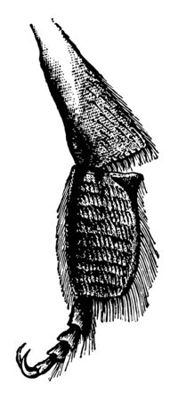 Leg of a Bee where the joint is used for gathering the pollen vintage line drawing or engraving illustration.のイラスト素材