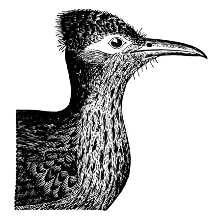 Ground Cuckoo Head where covered by the folded wings dark colored and unmarked vintage line drawing or engraving illustration.のイラスト素材
