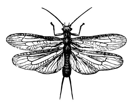 Perla Bicaudata where adult lives only a few days vintage line drawing or engraving illustration.のイラスト素材