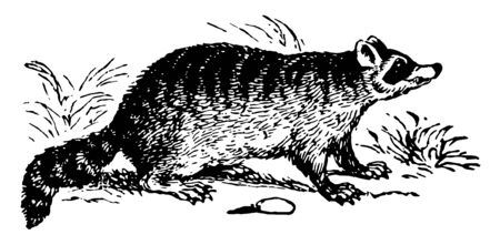 Common Raccoon is a medium sized mammal native to North America vintage line drawing or engraving illustration.のイラスト素材