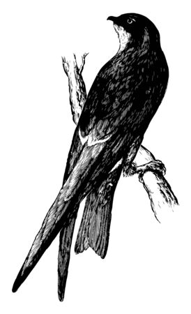 This image represents Northern Black Cloud Swift vintage line drawing or engraving illustration.のイラスト素材