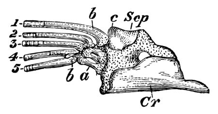 Pike Scapulocoracoid which is an osseous fish showing scapulocoracoid vintage line drawing or engraving illustration.のイラスト素材