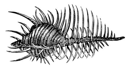 Murex is a genus of predatory gastropod mollusks vintage line drawing or engraving illustration.のイラスト素材
