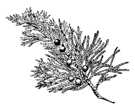 A Juniper branch with multiple fruits like berries on it, vintage line drawing or engraving illustration.のイラスト素材