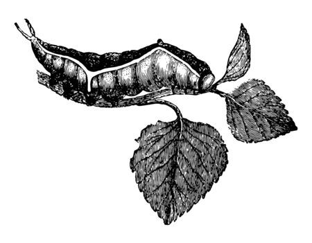 Larva of Dicranura Vinula of the Puss Moth feeds on the poplars and willows vintage line drawing or engraving illustration.のイラスト素材