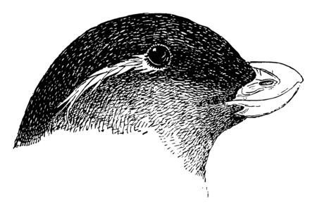 Parroquet Auk which is the piece being small and flattish vintage line drawing or engraving illustration.のイラスト素材