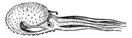Argonauta Papyracea Swimming is the funnel with which it is furnished vintage line drawing or engraving illustration.のイラスト素材
