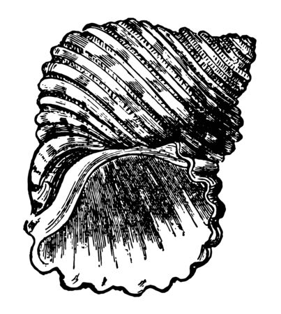Turbo Margaritaceus is a large thick and weighty shell round bellied and deeply furrowed vintage line drawing or engraving illustration.のイラスト素材