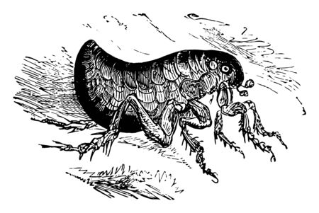 Human Flea is a parasitic insect that actually has several hosts vintage line drawing or engraving illustration.のイラスト素材