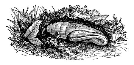 This illustration represents Pupa of Deilephila Elpenor vintage line drawing or engraving illustration.のイラスト素材