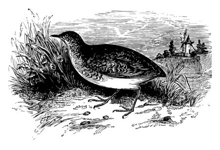 Andelusian Quail is found in Spain and North Africa vintage line drawing or engraving illustration.のイラスト素材