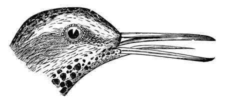 Spotted Sandpiper with a coppery lustre and finely varied with blackish vintage line drawing or engraving illustration.のイラスト素材