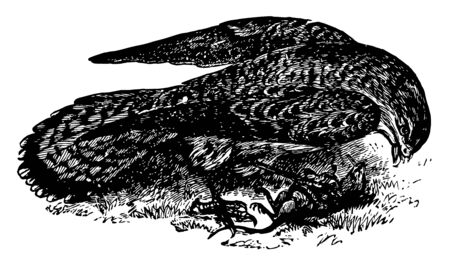 Common Kestral is a European bird of prey vintage line drawing or engraving illustration.のイラスト素材