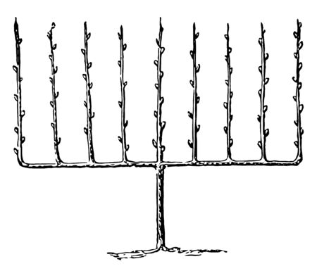 This illustration represents Fruit Tree Trained Upright as an Espalier, vintage line drawing or engraving illustration.のイラスト素材