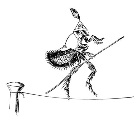 Flea Tight to Rope this scene shows a flea wore dress and walking across a tight rope while holding a stick vintage line drawing or engraving illustrationのイラスト素材
