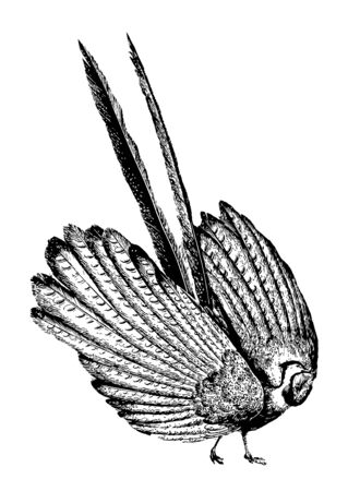 Argus Pheasant of great beauty vintage line drawing or engraving illustration.のイラスト素材