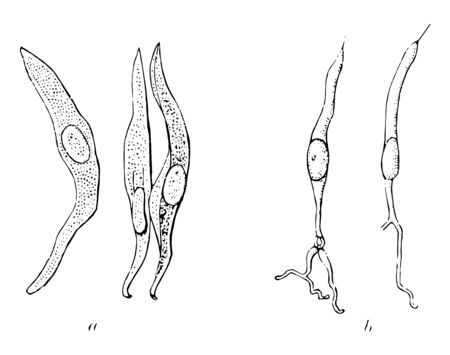 Taste bud Cells of a Rabbit which is Isolated cells from taste bud of a rabbit vintage line drawing or engraving illustration.のイラスト素材