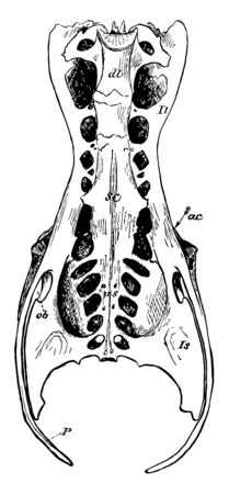 The Pelvis of a Heron which are the true sacral vertebrae vintage line drawing or engraving illustration.のイラスト素材