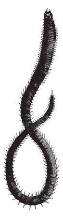 Leodice antennata has the organs of locomotion attached to each segment, vintage line drawing or engraving illustration.のイラスト素材