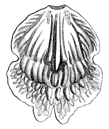 Warrea is a genus of flowering plants from the orchid family, Orchidaceae. It has three known species, all native to Latin America. A lip of Warrea Bidentata, vintage line drawing or engraving illustration.のイラスト素材