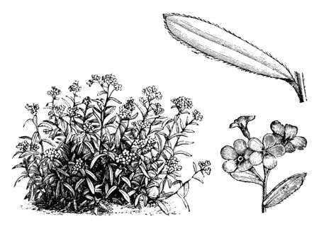 This plant is also named as the alpine forget-me-not and it is found in rocky places high in the mountains, vintage line drawing or engraving illustration.のイラスト素材
