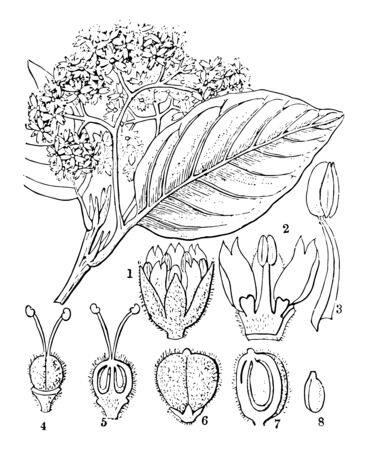 A picture showing different stages of chailletia flower vintage line drawing or engraving illustration.のイラスト素材