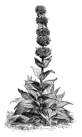 A picture is showing Great Yellow Gentian, commonly known as Gentiana lutea. It belongs to Gentian family, Gentianaceae. Its leaves are elliptic and flowers are yellow, with narrow petals, vintage line drawing or engraving illustration.のイラスト素材