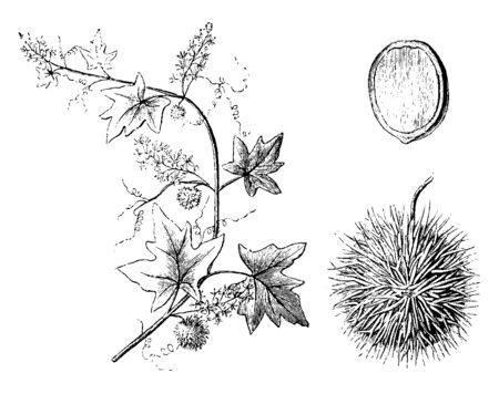 This Plant is commonly divided into annuals and perennials, but under these names are many separate classes, vintage line drawing or engraving illustration.のイラスト素材