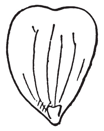 Buttercups have different types of flower types known as yellow petal flowers. The petal heart shaped, vintage line drawing or engraving illustration.のイラスト素材