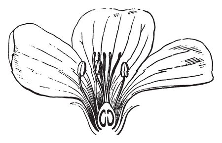 This is Common Flax flower of the Order Linaceae cut in half. Fine fiber threads are called as stamens and ovary and ovule are present at bottom. Three flat petals are there, vintage line drawing or engraving illustration.のイラスト素材