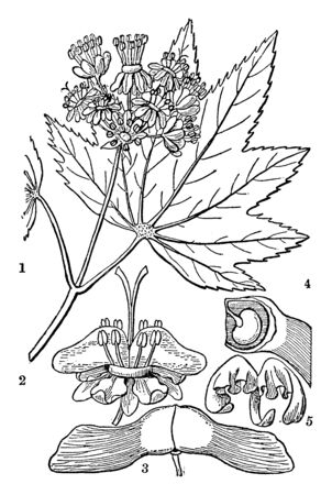 This picture is showing a vine maple which is a species of maple native to western North America, vintage line drawing or engraving illustration.のイラスト素材