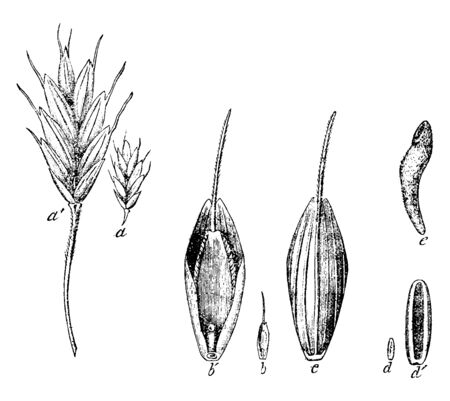 This picture showing a grass of seed, and showing a party of seed and growing Process, vintage line drawing or engraving illustration.のイラスト素材