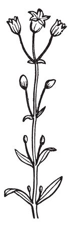 A picture shows the Simple cyme Plant along with flowers and buds. In which flowers at the base of the central stem develop first, vintage line drawing or engraving illustration.のイラスト素材