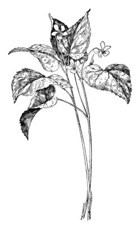 Downy Yellow Violet is a common name of Viola pubescens. It is found in United States and Canada. It is a herbaceous perennial plant that blooms from March to May and is bright yellow in color, vintage line drawing or engraving illustration.のイラスト素材