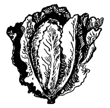 This is romaine lettuce. It types of Vegetables. Its outer leaves are thick, vintage line drawing or engraving illustration.のイラスト素材